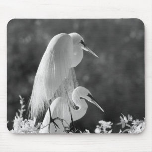 VS, Florida, Grote Zilverreiger (Ardea alba) infra Muismat