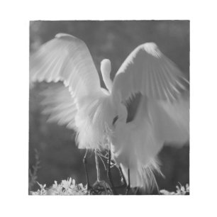 VS, Florida, Grote Zilverreiger (Ardea alba) infra Notitieblok