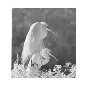 VS, Florida, Grote Zilverreiger (Ardea alba) infra Notitieblok