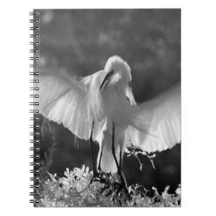 VS, Florida, Grote Zilverreiger (Ardea alba) infra Notitieboek