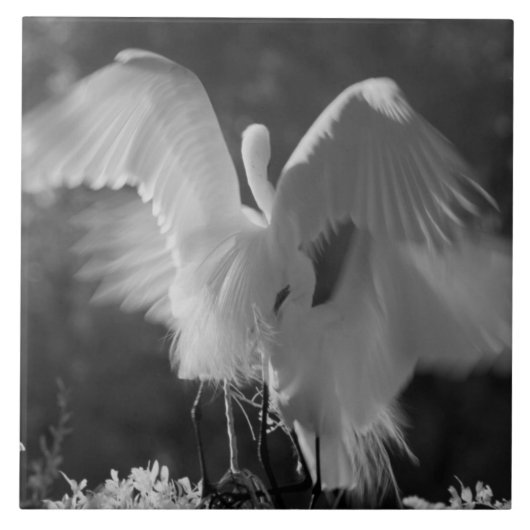 VS, Florida, Grote Zilverreiger (Ardea alba) infra Tegeltje (Voorkant)