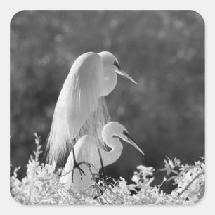 VS, Florida, Grote Zilverreiger (Ardea alba) infra Vierkante Sticker