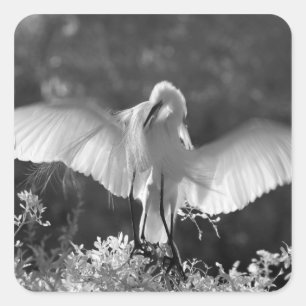 VS, Florida, Grote Zilverreiger (Ardea alba) infra Vierkante Sticker