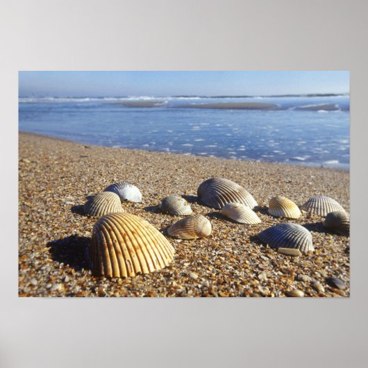 VS, Florida, Kustzee Schelpen Poster (Voorkant)