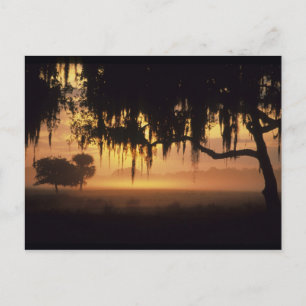 VS, Florida, Lake Kissimmee. Zonsopgang silhouet Briefkaart