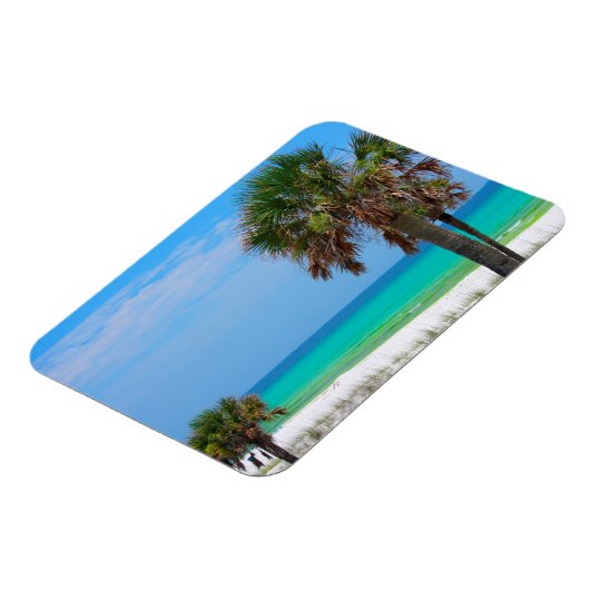 VS, Florida. palmbomen op de maragingkust Magneet (Linkerzijde)