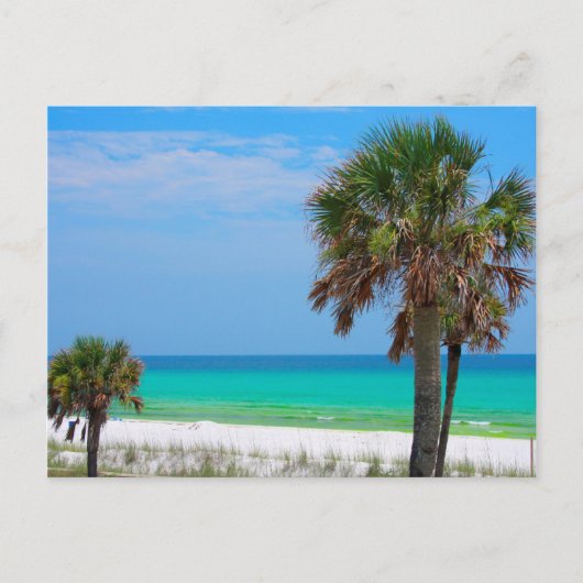 VS, Florida. Palmbomen op Smaragdkust Briefkaart (Voorkant)