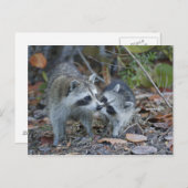 VS, Florida, Sanibel, Ding Darling National Briefkaart (Voorkant / Achterkant)