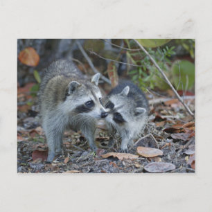 VS, Florida, Sanibel, Ding Darling National Briefkaart