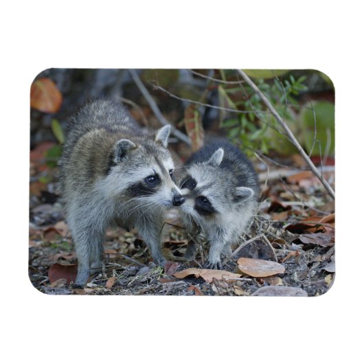 VS, Florida, Sanibel, Ding Darling National Magneet (Horizontaal)