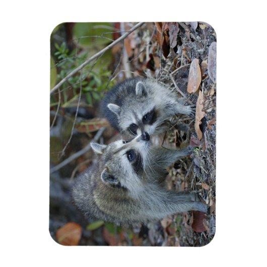 VS, Florida, Sanibel, Ding Darling National Magneet (Verticaal)