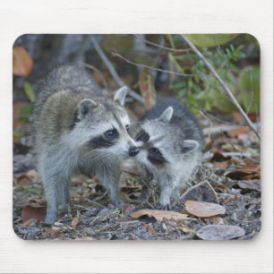 VS, Florida, Sanibel, Ding Darling National Muismat