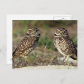 VS, Florida, Sanibel Island. Sluiting van Briefkaart (Voorkant / Achterkant)