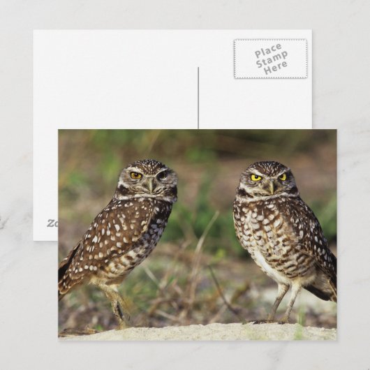 VS, Florida, Sanibel Island. Sluiting van Briefkaart (Voorkant / Achterkant)