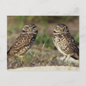 VS, Florida, Sanibel Island. Sluiting van Briefkaart (Voorkant)