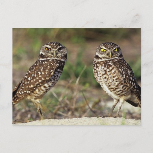 VS, Florida, Sanibel Island. Sluiting van Briefkaart (Voorkant)