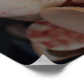 VS, Florida. Sluiting van de schelpen op Santa Ros Poster (Hoek)