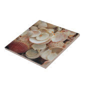 VS, Florida. Sluiting van de schelpen op Santa Ros Tegeltje (Zijkant)