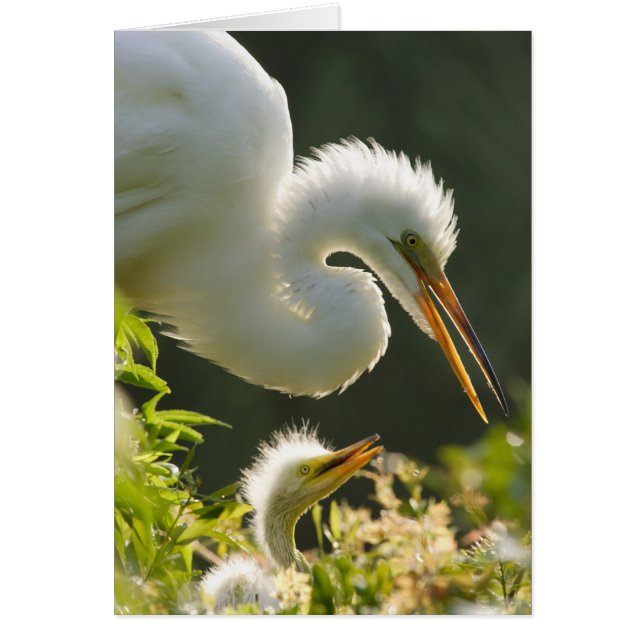 VS, Florida, St. Augustine, Alligatorboerderij (Voorkant)