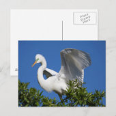 VS, Florida, St. Augustine, Zilverreiger Briefkaart (Voorkant / Achterkant)