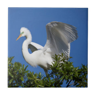 VS, Florida, St. Augustine, Zilverreiger Tegeltje