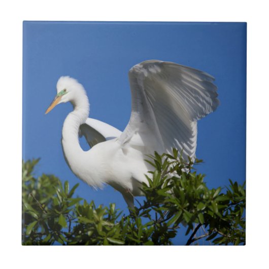 VS, Florida, St. Augustine, Zilverreiger Tegeltje (Voorkant)