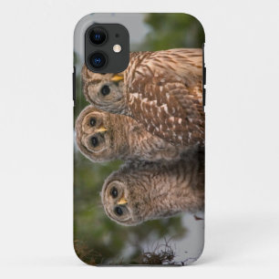 VS, Florida, Viera Wetlands. Drie gebandeerde iPhone 11 Hoesje