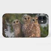 VS, Florida, Viera Wetlands. Drie gebarende Case-Mate iPhone Case (Achterkant (horizontaal))