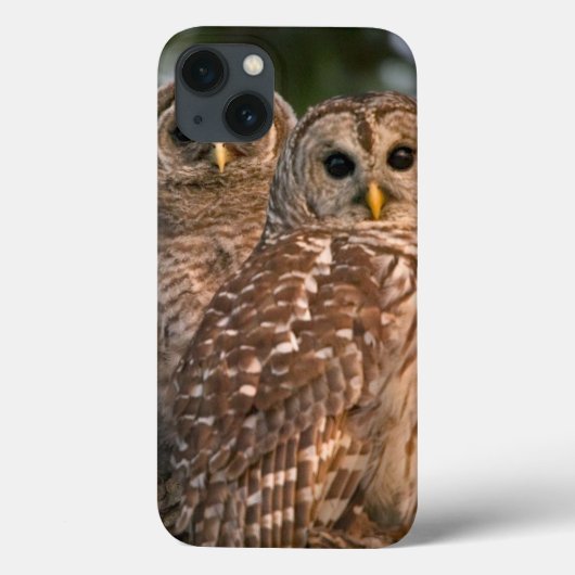 VS, Florida, Viera Wetlands. Drie gebarende Case-Mate iPhone Case (Achterkant)