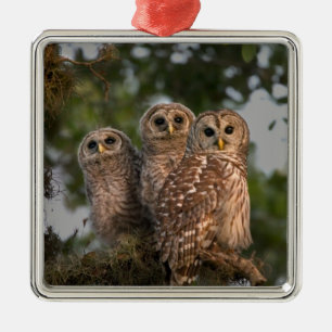 VS, Florida, Viera Wetlands. Drie gebarende Metalen Ornament
