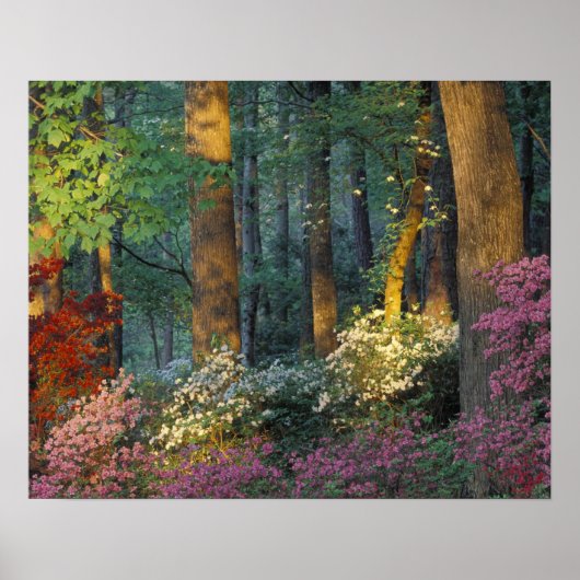 VS, Georgia, Callaway Gardens, Azaleastruik. Poster (Voorkant)