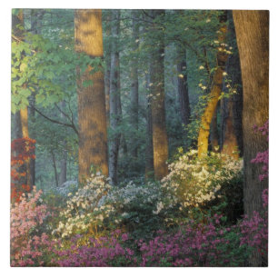 VS, Georgia, Callaway Gardens, Azaleastruik. Tegeltje