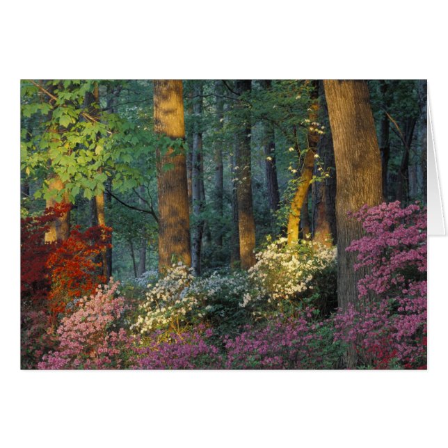 VS, Georgia, Callaway Gardens, Azaleawoud. (Voorkant Horizontaal)