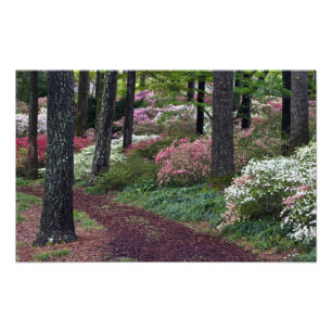 VS, Georgia, Callaway Gardens. Pad Foto Afdruk