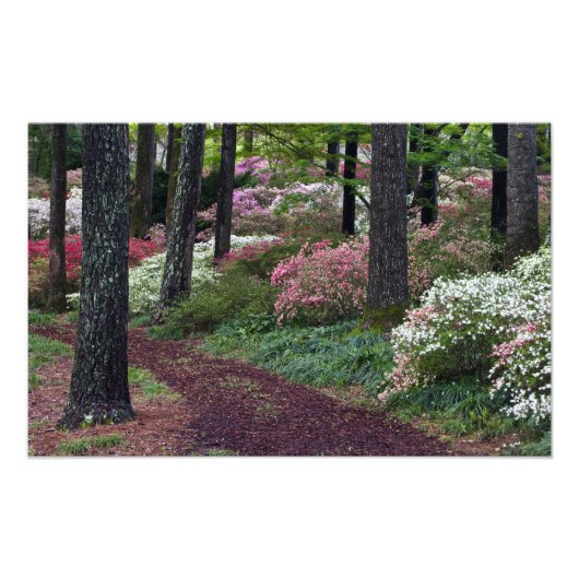 VS, Georgia, Callaway Gardens. Pad Foto Afdruk (Voorkant)