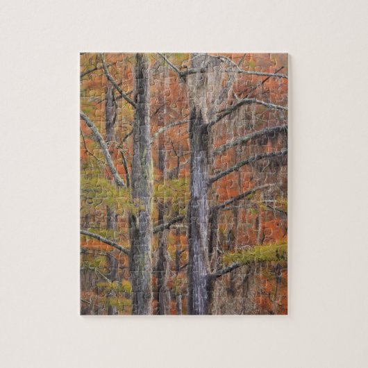 VS, Georgia, George Smith State Park, Cipres Legpuzzel (Verticaal)