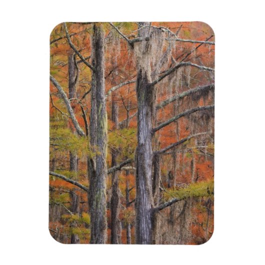 VS, Georgia, George Smith State Park, cipres Magneet (Verticaal)