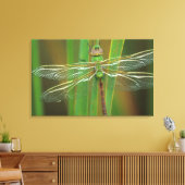VS, Georgia. Groene glazenmaker op riet Canvas Afdruk (Insitu (Woonkamer))