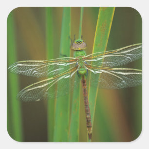 VS, Georgia. Groene glazenmaker op riet Vierkante Sticker
