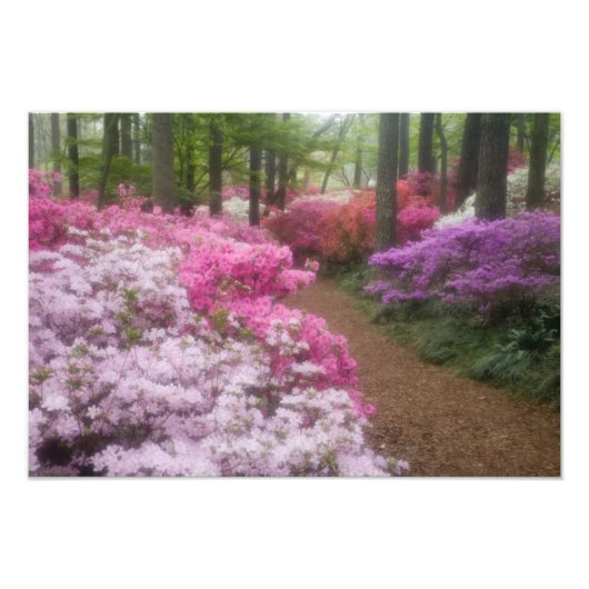 VS; Georgia; Pine Mountain. Azalea's bij 2 Foto Afdruk (Voorkant)