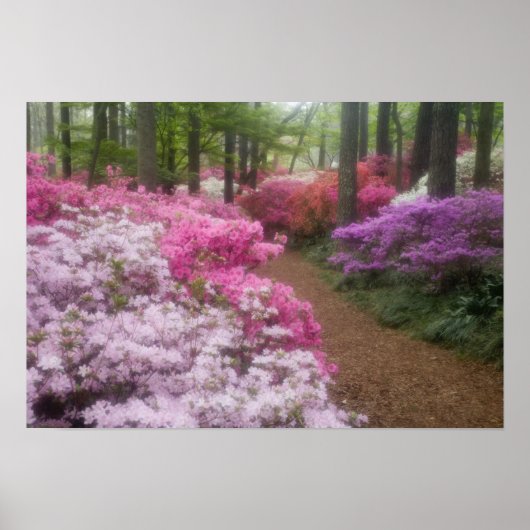 VS; Georgia; Pine Mountain. Azalea's bij 2 Poster (Voorkant)
