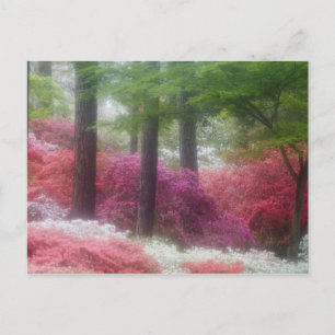 VS; Georgia; Pine mountain. Azalea's bij Briefkaart