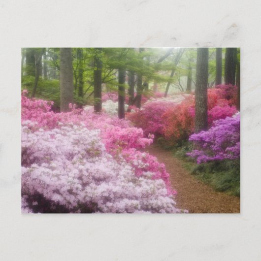 VS; Georgia; Pine Mountain. Azalea's bij Briefkaart (Voorkant)