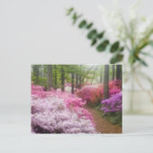VS; Georgia; Pine Mountain. Azalea's bij Briefkaart (Staand voorkant)