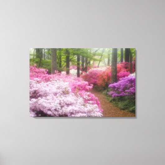 VS; Georgia; Pine Mountain. Azalea's bij Canvas Afdruk (Voorkant)