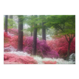VS; Georgia; Pine mountain. Azalea's bij Foto Afdruk