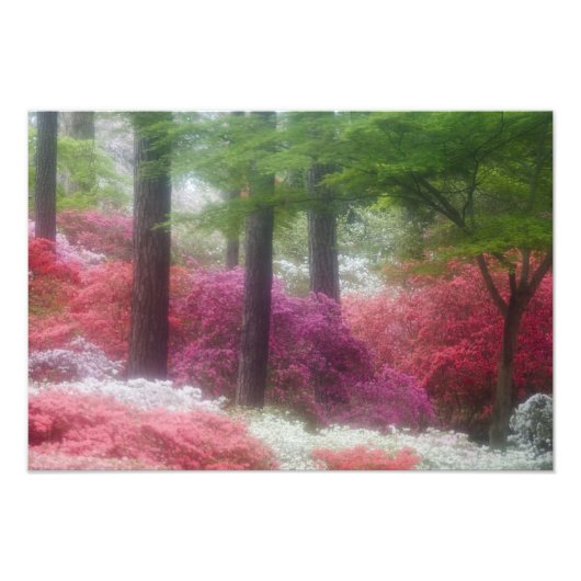 VS; Georgia; Pine mountain. Azalea's bij Foto Afdruk (Voorkant)