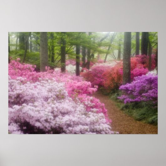 VS; Georgia; Pine Mountain. Azalea's bij Poster (Voorkant)