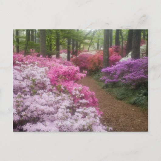 VS; Georgia; Pine Mountain. Azalea's in 2 Briefkaart (Voorkant)