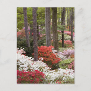 VS, Georgia, Pine Mountain. Een bos van Briefkaart
